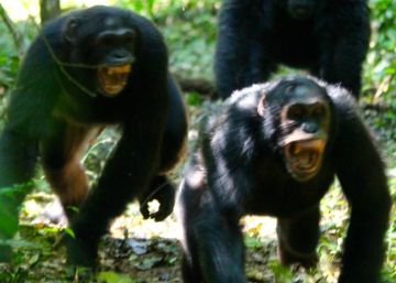 Los chimpancés en ‘guerra’ producen la hormona que activa la xenofobia Los chimpancés en ‘guerra’ producen la hormona que activa la xenofobia
