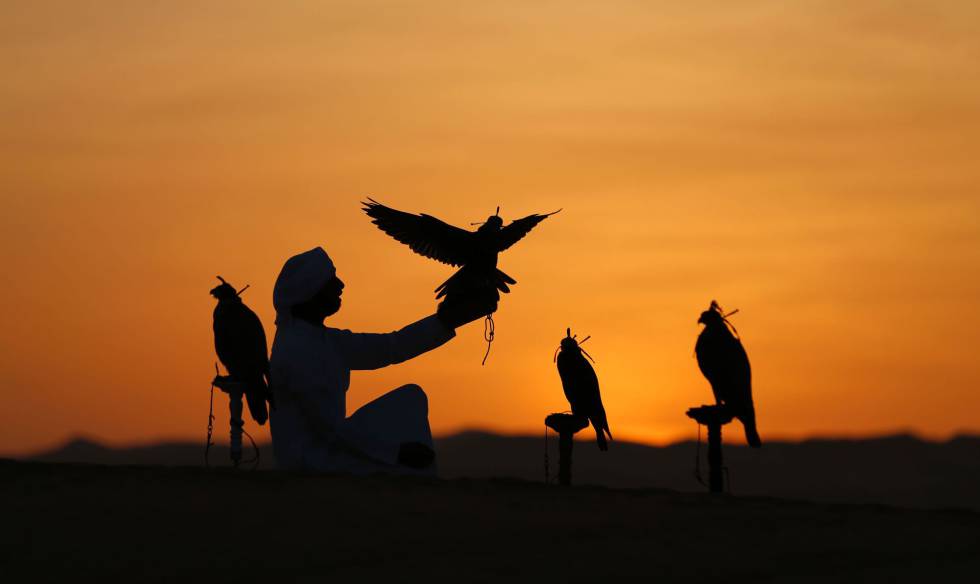 Una persona perteneciente a la tribu Qubaisi entrena halcones, en el desierto de Liwa (Emiratos Árabes Unidos). Una persona perteneciente a la tribu Qubaisi entrena halcones, en el desierto de Liwa (Emiratos Árabes Unidos).