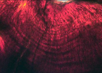 Los huevos de dinosaurio revelan una posible causa de su extinción Los huevos de dinosaurio revelan una posible causa de su extinción