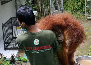 Assim é como a sociedade de consumo arrasa a biodiversidade do planeta