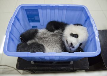 Como a China evitou a extinção do panda