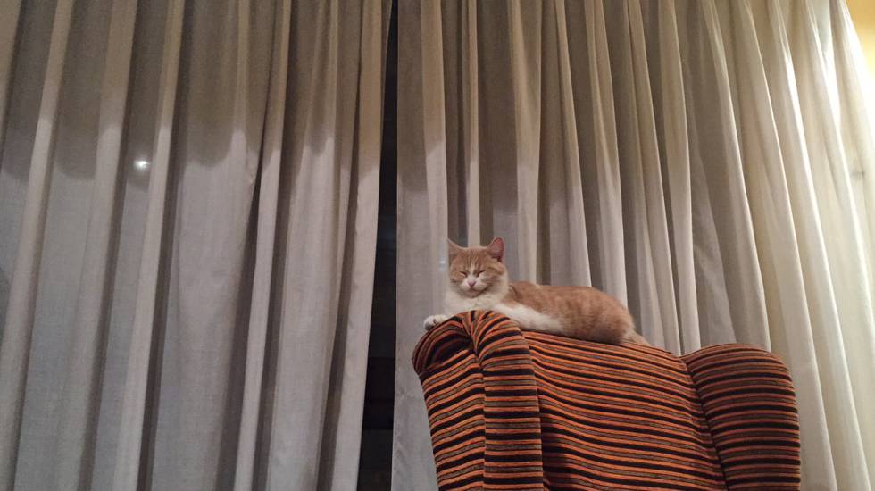 'Mía' haciéndose fuerte en el sillón de mi madre.