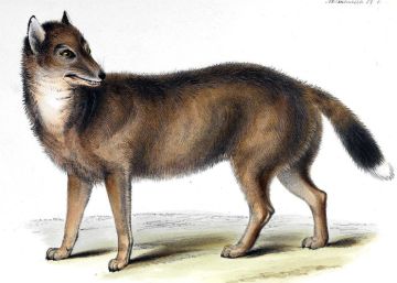El ‘lobo’ de las Malvinas que desconcertó a Darwin en realidad se parecía más a un chacal