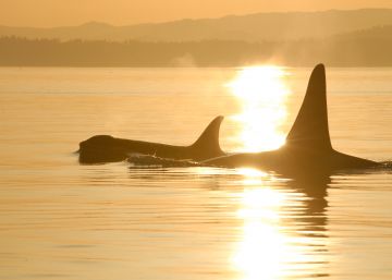 Las orcas muestran para qué sirve la menopausia