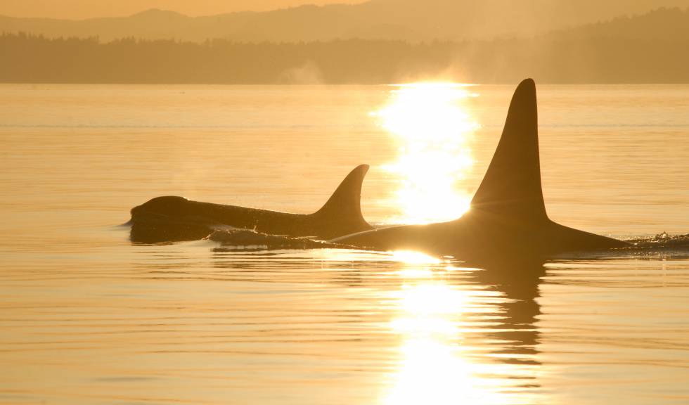 Dos orcas, madre e hija, frente a las costas de Oregon, EE UU. 