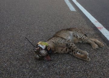 Una ‘semana negra’ deja cinco linces muertos en un fatídico inicio de 2017 Una ‘semana negra’ deja cinco linces muertos en un fatídico inicio de 2017