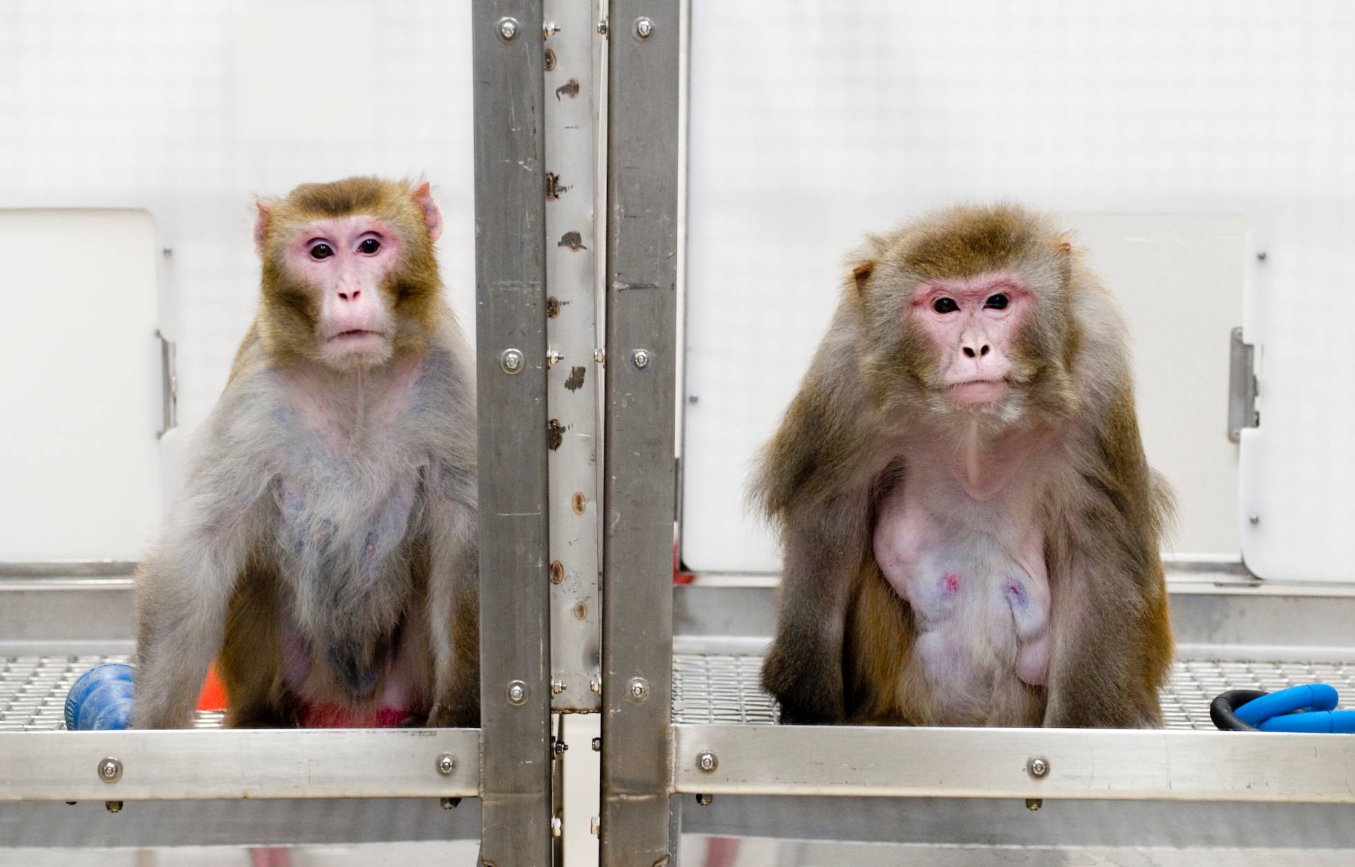La fotografía muestra a un macaco que siguió una dieta baja en calorías. A la derecha, otro ejemplar, que comió todo lo que quiso y pudo. La fotografía muestra a un macaco que siguió una dieta baja en calorías. A la derecha, otro ejemplar, que comió todo lo que quiso y pudo.