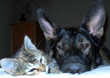 ¿Qué vuelve locos a nuestros gatos y perros? ¿Qué vuelve locos a nuestros gatos y perros?