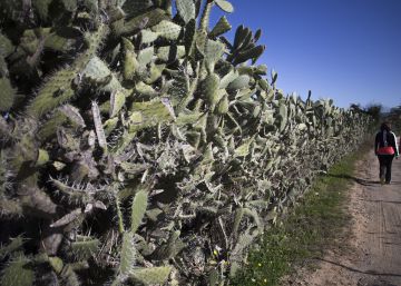Chumbera: la invasora amenazada