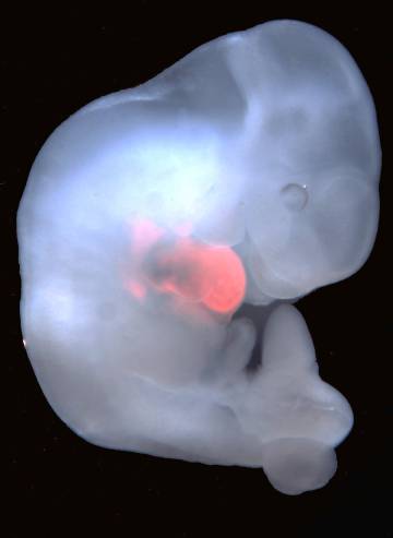 Corazón de rata (en rosa) en un embrión de ratón.
