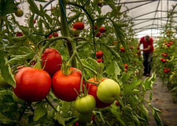 Los tomates ya no saben a tomate, pero tiene solución Los tomates ya no saben a tomate, pero tiene solución