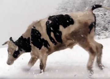 Así reaccionan los toros y vacas de un refugio animal de Girona a la primera nevada del año