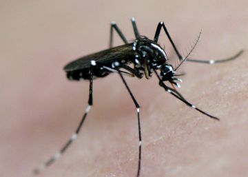 O zika vírus, um ano depois O zika vírus, um ano depois