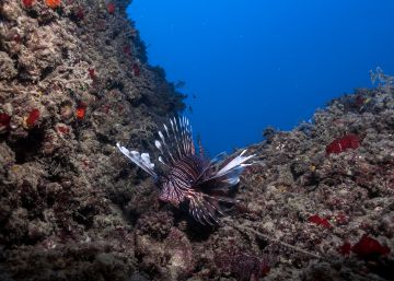El Mediterráneo sufre la mayor invasión biológica del planeta El Mediterráneo sufre la mayor invasión biológica del planeta
