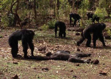 Os chimpanzés que mataram o seu chefe tirano