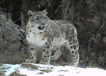 Conflicto entre leopardos en el Techo del Mundo
