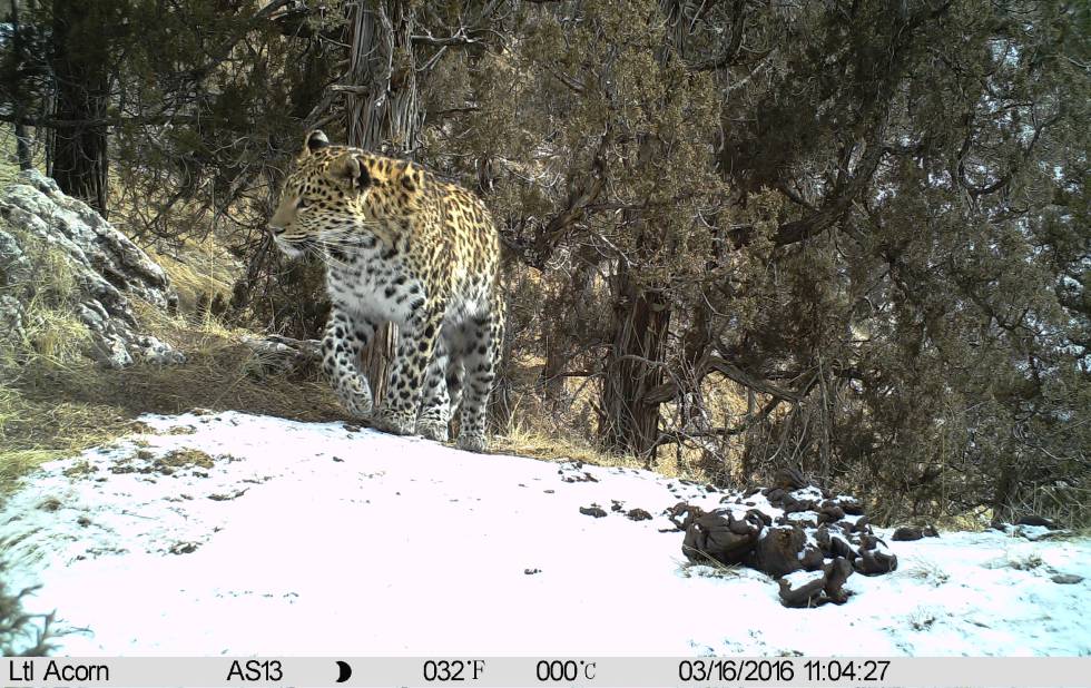 Leopardo común en el territorio del leopardo de las nieves.