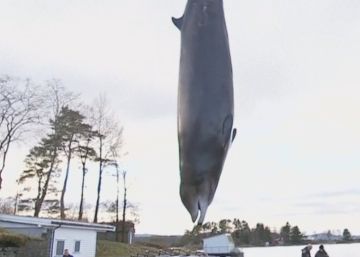 Encuentran 30 bolsas de plástico dentro de una ballena muerta en Noruega Encuentran 30 bolsas de plástico dentro de una ballena muerta en Noruega