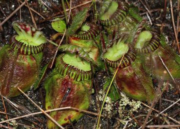 Así adquirieron las plantas carnívoras su gusto por la carne