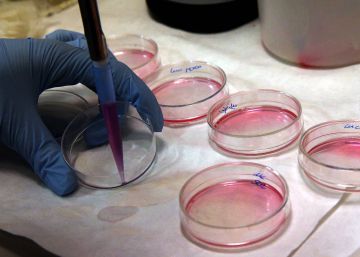 Una terapia génica devuelve la audición a ratones sordos