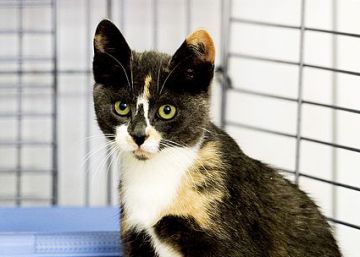 Seguro médico obligatorio para mascotas holandesas Seguro médico obligatorio para mascotas holandesas