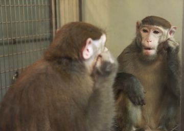 Cómo enseñar a los monos a ser conscientes de sí mismos Cómo enseñar a los monos a ser conscientes de sí mismos
