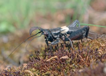 El grillo "lusitano", especie común en la península ibérica.