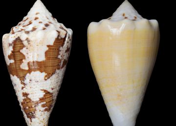 El veneno de este caracol alivia los dolores más intensos El veneno de este caracol alivia los dolores más intensos