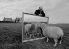 20 años de la oveja Dolly: ¿por qué los clones mueren jóvenes?