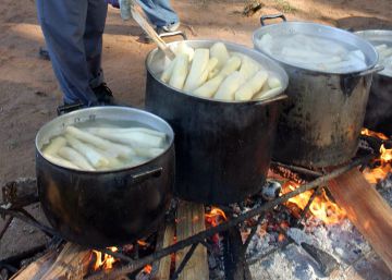 Alerta en Venezuela por cinco muertes causadas por yuca venenosa Alerta en Venezuela por cinco muertes causadas por yuca venenosa