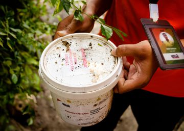 Mosquitos contra el dengue: el experimento de Indonesia Mosquitos contra el dengue: el experimento de Indonesia