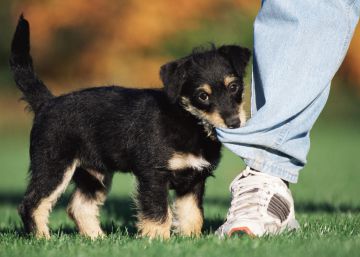 Cómo evitar que el perro muerda