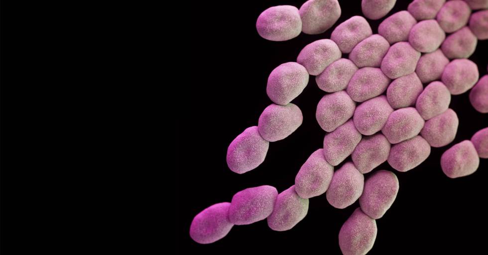 Bacterias de la especie 'Acinetobacter baumannii', la más peligrosa según la OMS.