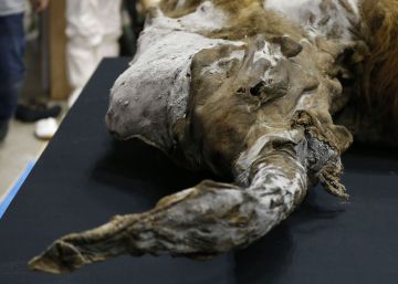 Os mamutes desapareceram quando já estavam feridos de morte há milênios