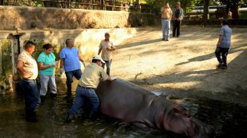 Personal del zoo atiende a Gustavito. Personal del zoo atiende a Gustavito.