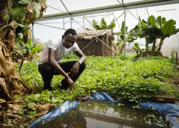 Guerra a campo abierto contra al mosquito