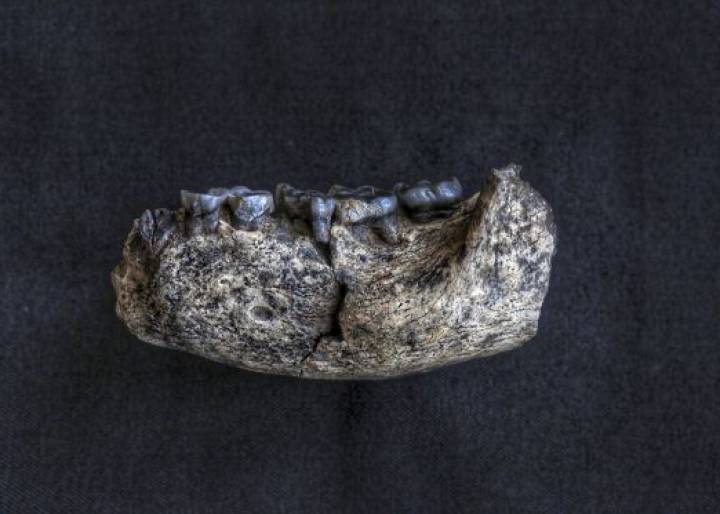 Viaje al origen del ser humano Viaje al origen del ser humano