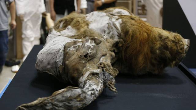 El mamut Yuka.