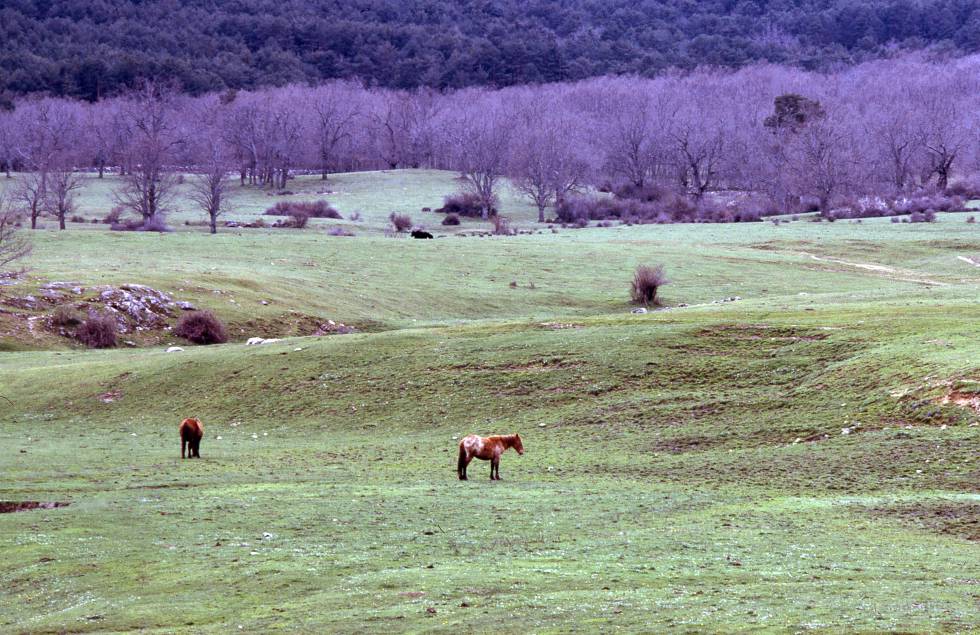 Caballos en la pradera de Valsaín (Segovia).