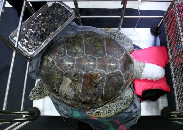Hallada una tortuga con 1.000 monedas en su interior