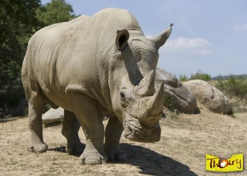 Furtivos matan a un rinoceronte en un zoo francés para arrancarle un cuerno