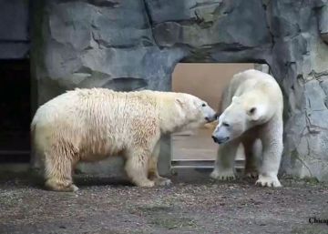 La primera cita de dos osos polares