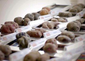 Experiência mostra ser possível cultivar batatas em Marte Experiência mostra ser possível cultivar batatas em Marte