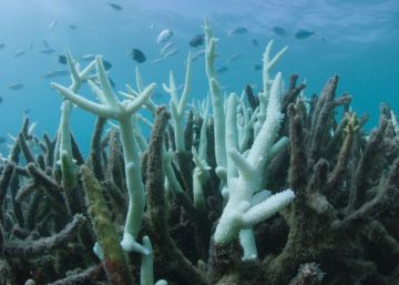 El blanqueo de corales en la Gran Barrera de Coral de Australia empeora El blanqueo de corales en la Gran Barrera de Coral de Australia empeora