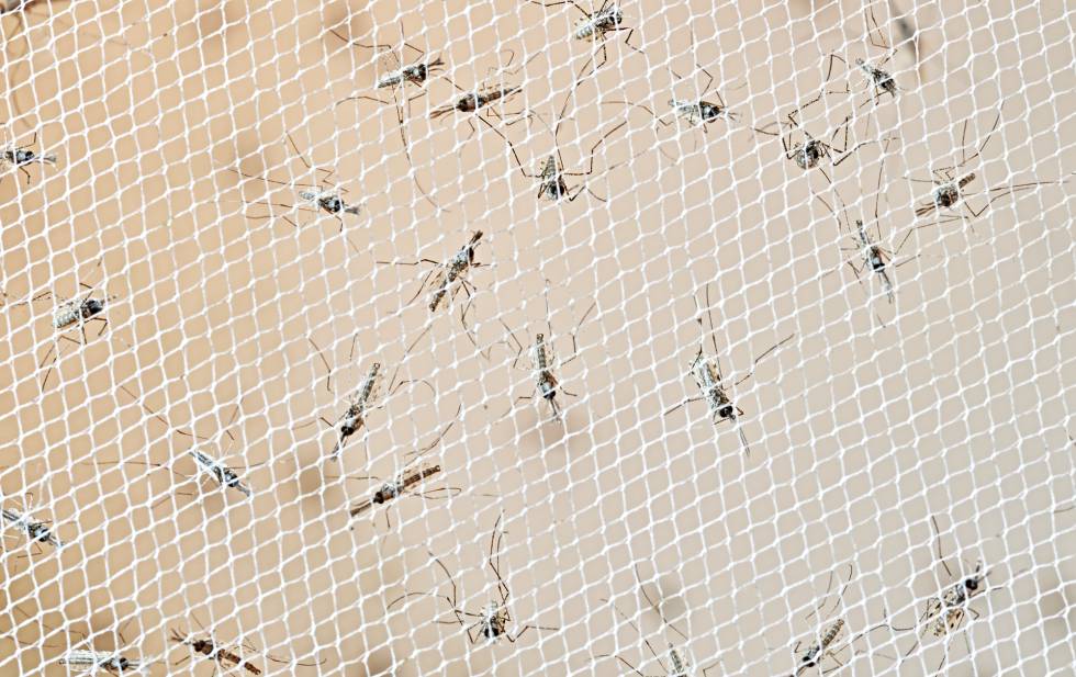 Larvas de mosquitos anófeles manipuladas genéticamente en el laboratorio de la Universidad de California en Irvine.
