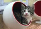 Diez cosas raras de los gatos (y que les hacen irresistibles)