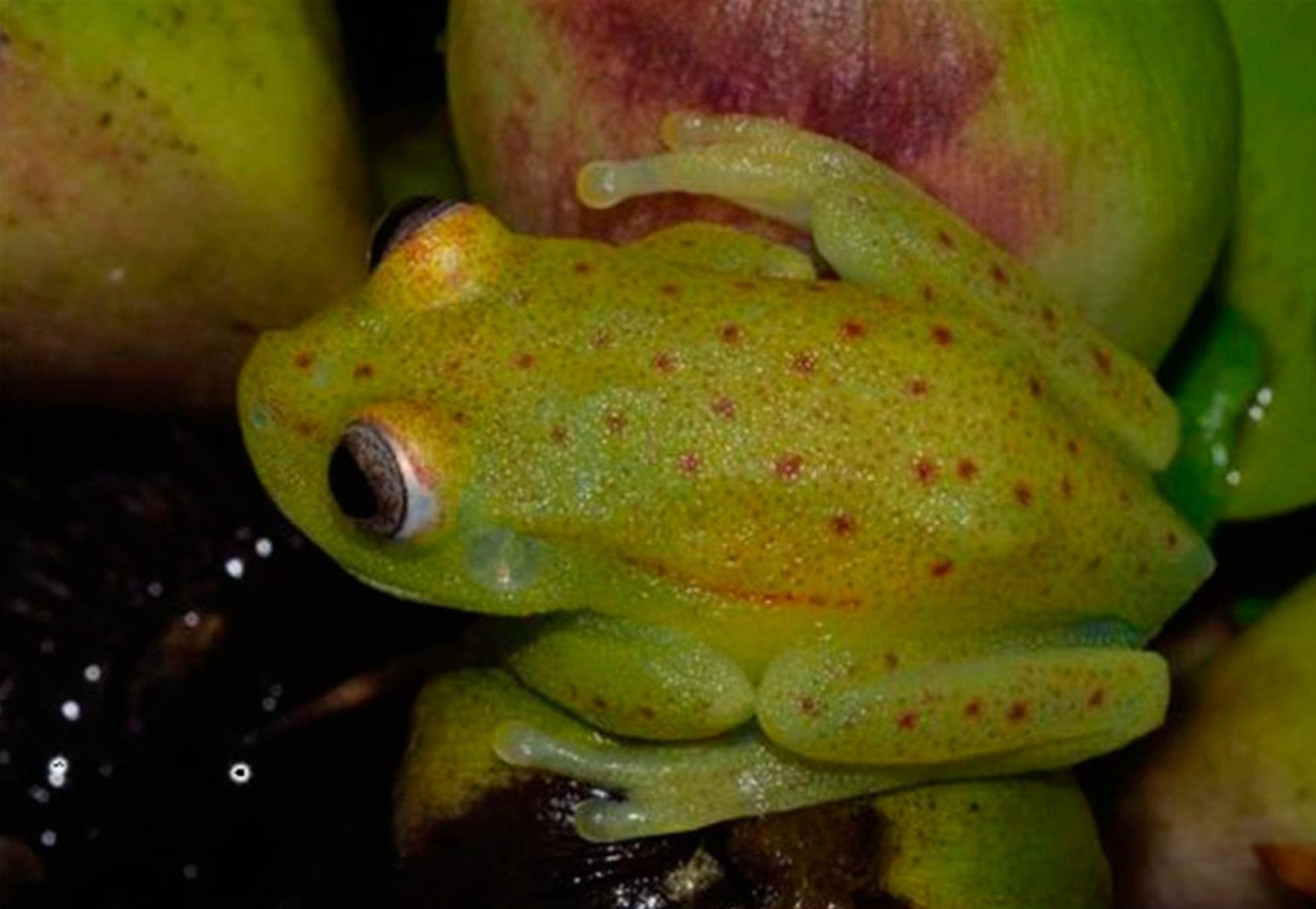 Ejemplar de 'Hypsiboas punctatus' a la luz natural.
