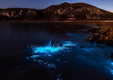 El brillo fluorescente del plancton en el mar de Tasmania