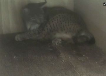 Así nació el primer lince ibérico de 2017 en Doñana Así nació el primer lince ibérico de 2017 en Doñana