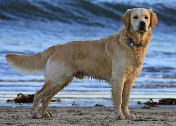 Por qué es una salvajada cortar la cola a los perros